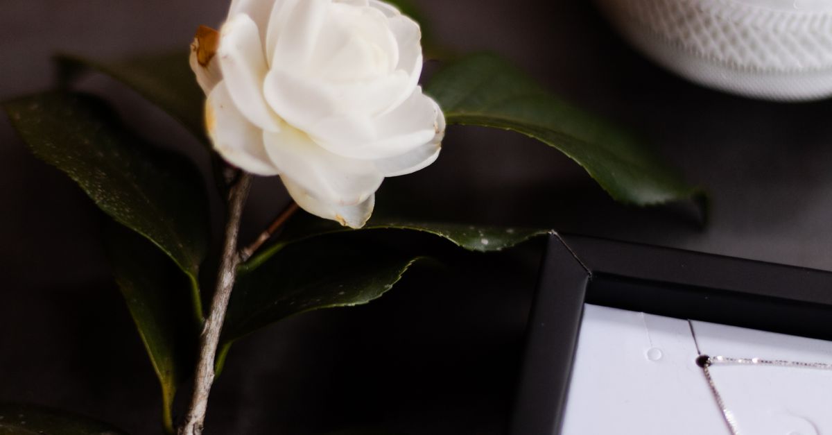 Understanding the Significance of a Photographer's Portfolio in Coffs Harbour